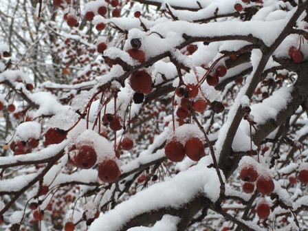 01-20_Frozen Cherries Laurel Ave